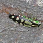 Small Cypress Jewel Beetle (Diadoxus erythrurus) laying eggs, Ballandean QLD © Marc Newman