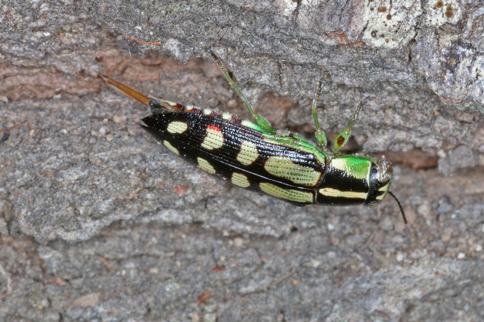 Small Cypress Jewel Beetle (Diadoxus erythrurus) laying eggs, Ballandean QLD © Marc Newman