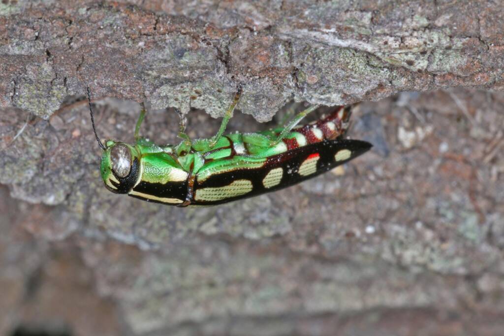 Small Cypress Jewel Beetle (Diadoxus erythrurus) laying eggs, Ballandean QLD © Marc Newman