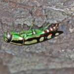 Small Cypress Jewel Beetle (Diadoxus erythrurus) laying eggs, Ballandean QLD © Marc Newman