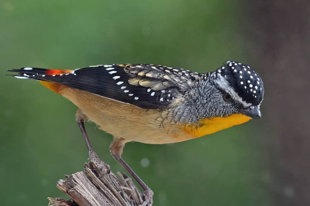 Male Spotted Pardalote (Pardalotus punctatus) © Marc Newman
