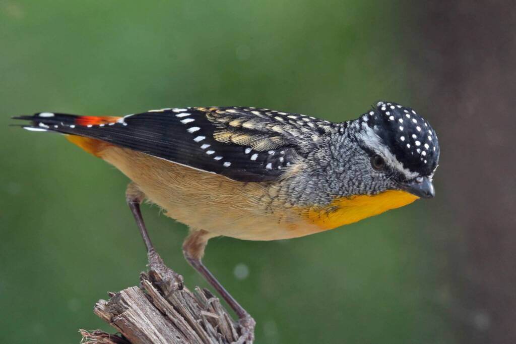 Spotted Pardalote (Pardalotus punctatus), Southern Downs QLD © Marc Newman