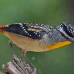 Spotted Pardalote (Pardalotus punctatus), Southern Downs QLD © Marc Newman