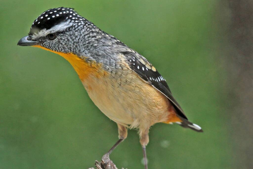 Spotted Pardalote (Pardalotus punctatus), Southern Downs QLD © Marc Newman