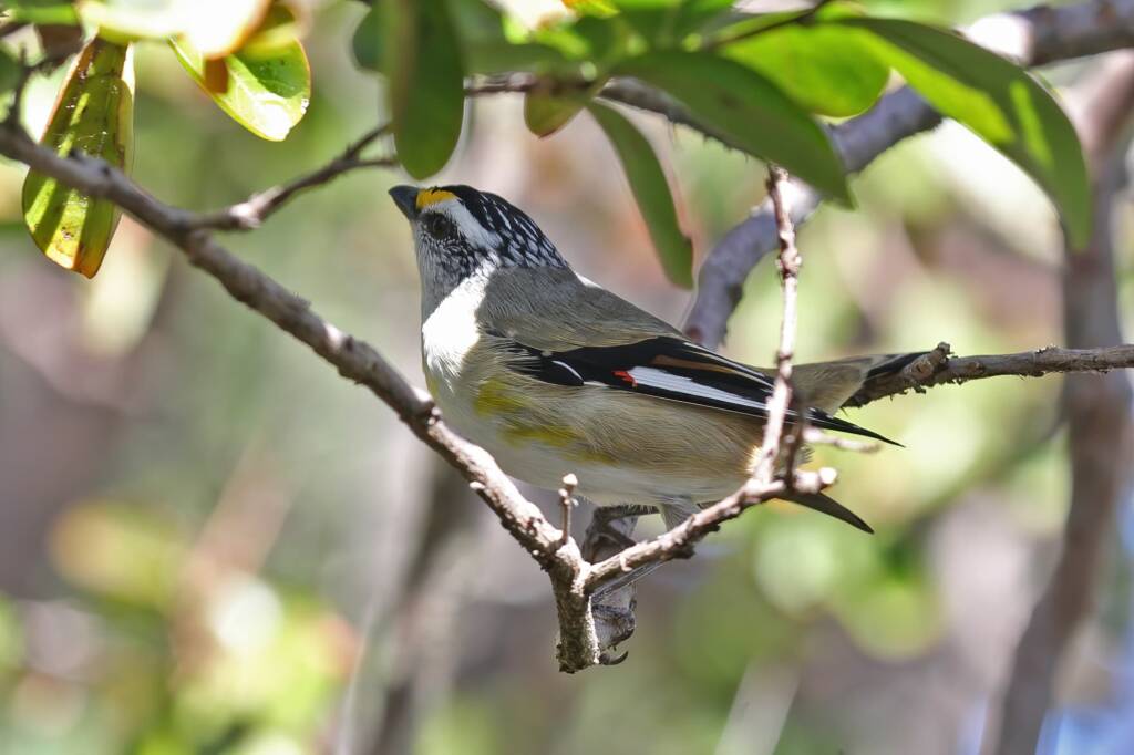 Striated Pardalote (Pardalotus striatus) © Marc Newman