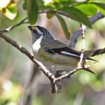 Striated Pardalote (Pardalotus striatus) © Marc Newman