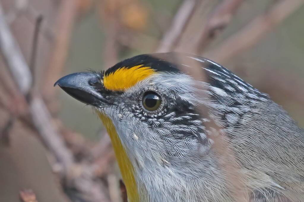Striated Pardalote (Pardalotus striatus), Ballandean QLD © Marc Newman