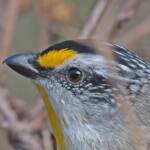 Striated Pardalote (Pardalotus striatus), Ballandean QLD © Marc Newman