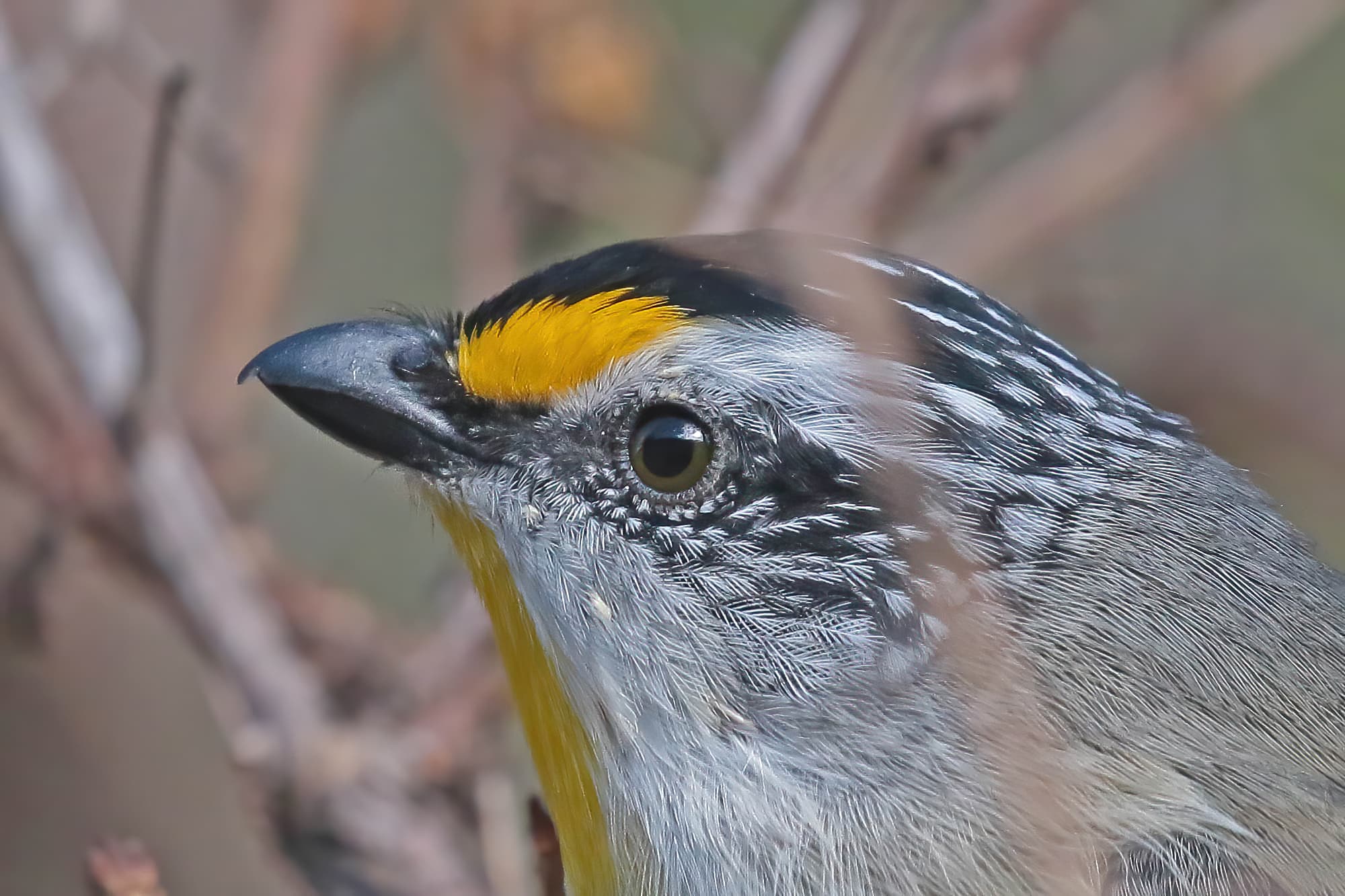 Striated Pardalote (Pardalotus striatus), Ballandean QLD © Marc Newman