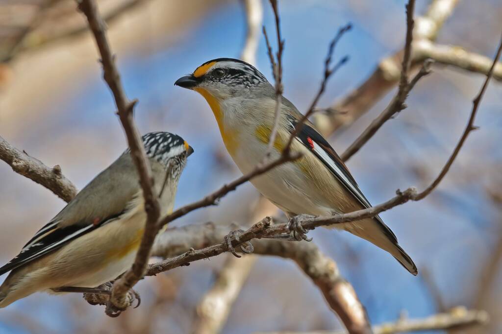 Striated Pardalote (Pardalotus striatus), Ballandean QLD © Marc Newman