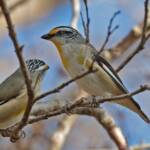 Striated Pardalote (Pardalotus striatus), Ballandean QLD © Marc Newman
