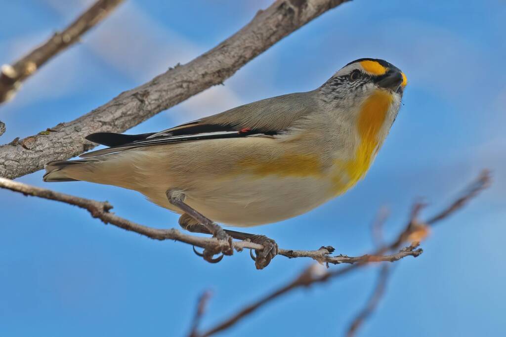 Striated Pardalote (Pardalotus striatus), Ballandean QLD © Marc Newman