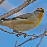 Striated Pardalote (Pardalotus striatus), Ballandean QLD © Marc Newman