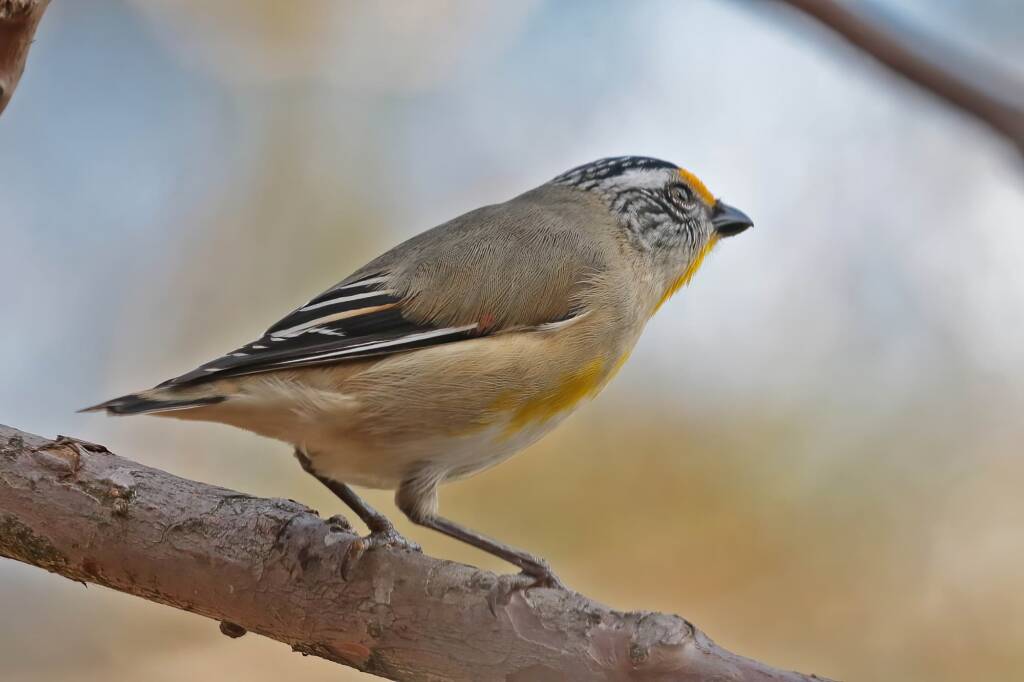 Striated Pardalote (Pardalotus striatus), Ballandean QLD © Marc Newman