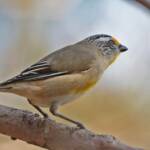 Striated Pardalote (Pardalotus striatus), Ballandean QLD © Marc Newman