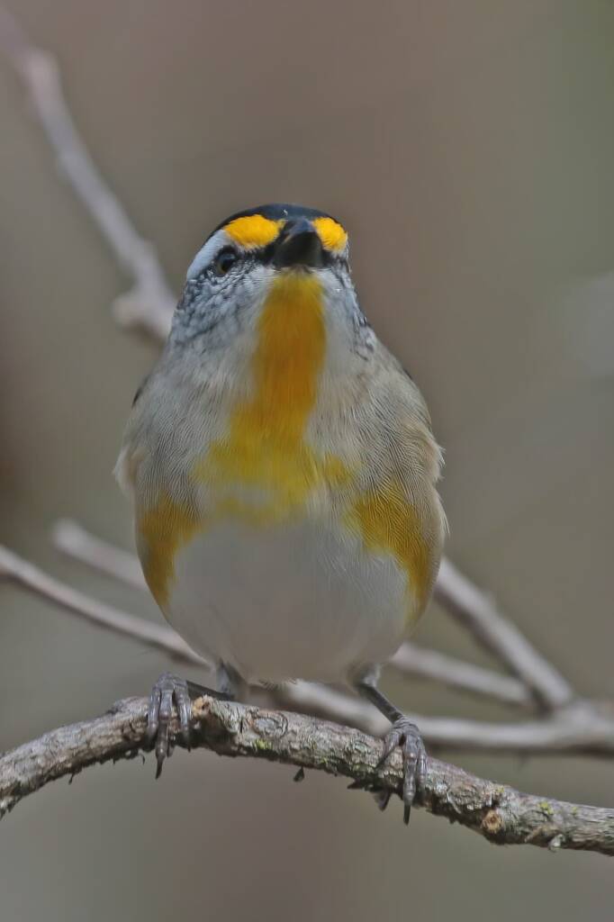 Striated Pardalote (Pardalotus striatus), Ballandean QLD © Marc Newman