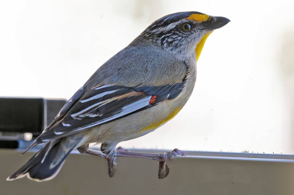 Striated Pardalote (Pardalotus striatus), Ballandean QLD © Marc Newman