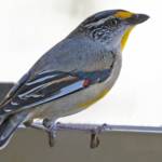 Striated Pardalote (Pardalotus striatus), Ballandean QLD © Marc Newman