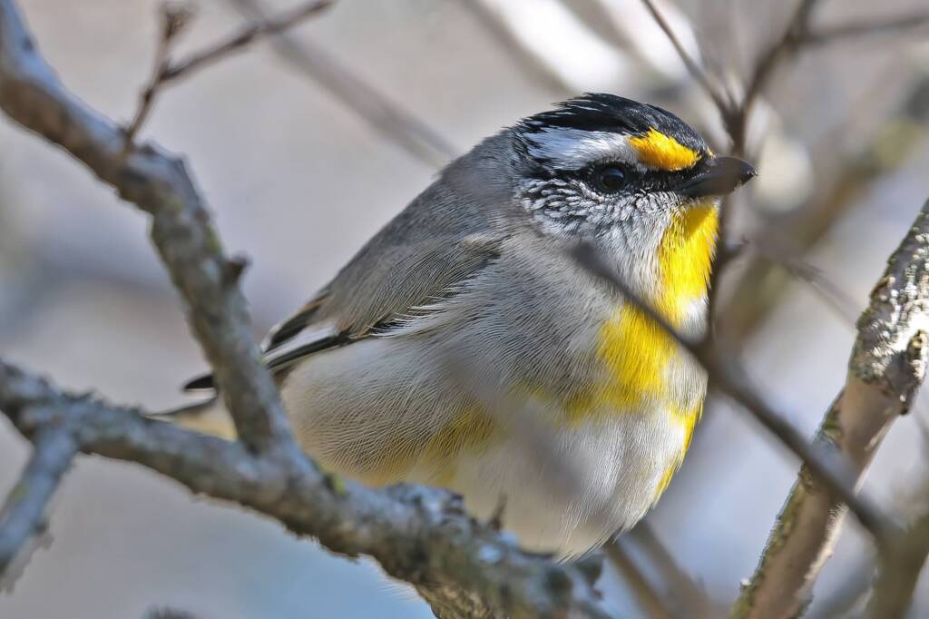 Striated Pardalote (Pardalotus striatus), Ballandean QLD © Marc Newman