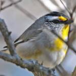 Striated Pardalote (Pardalotus striatus), Ballandean QLD © Marc Newman