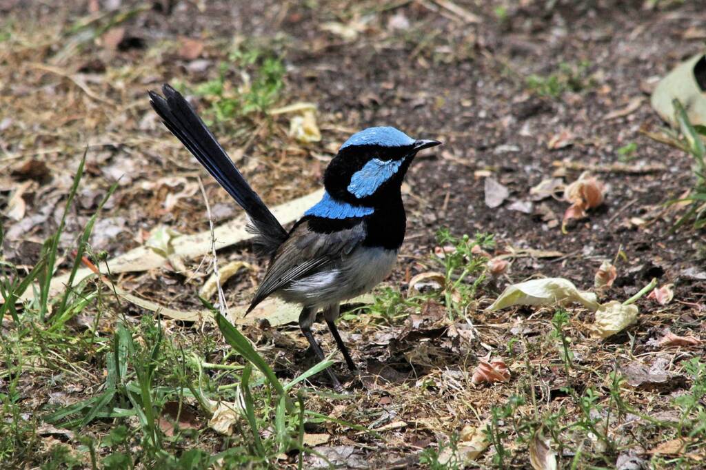 Male Superb Fairy-wren (Malurus cyaneus), Ballandean QLD © Marc Newman
