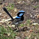 Male Superb Fairy-wren (Malurus cyaneus), Ballandean QLD © Marc Newman