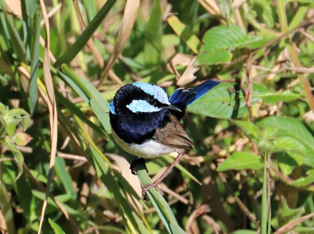 Superb Fairywren (Malurus cyaneus), Mudgeeraba QLD © Dorothy Latimer