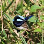 Superb Fairywren (Malurus cyaneus), Mudgeeraba QLD © Dorothy Latimer