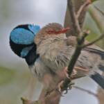 Superb Fairy-wrens (Malurus cyaneus), Ballandean QLD © Marc Newman