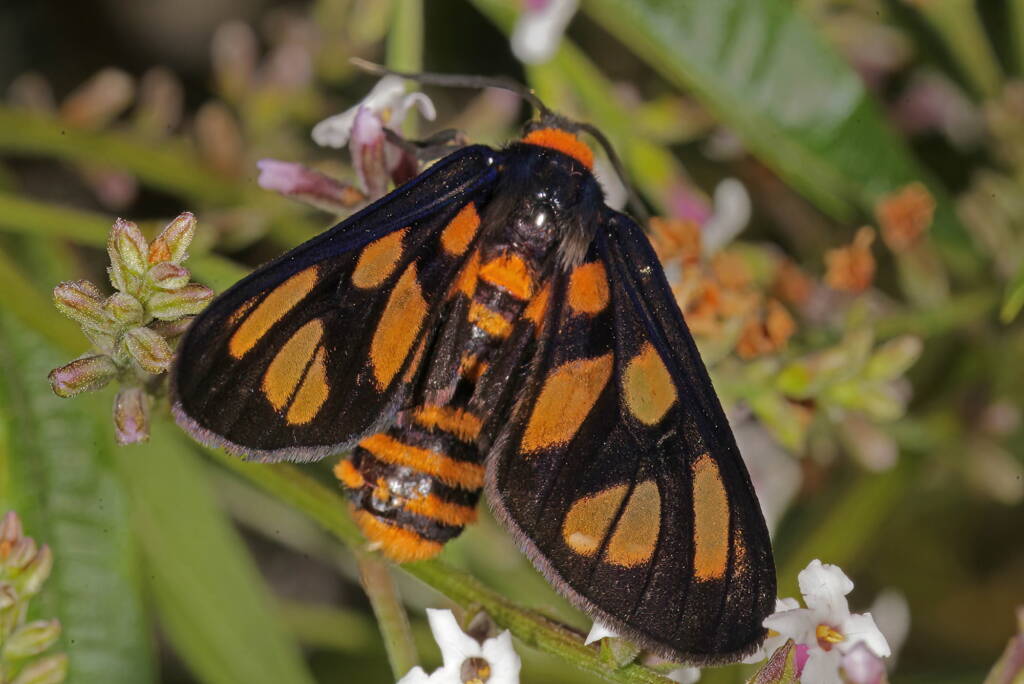 Tiger Moth (Amata trigonophora), Ballandean QLD © Marc Newman