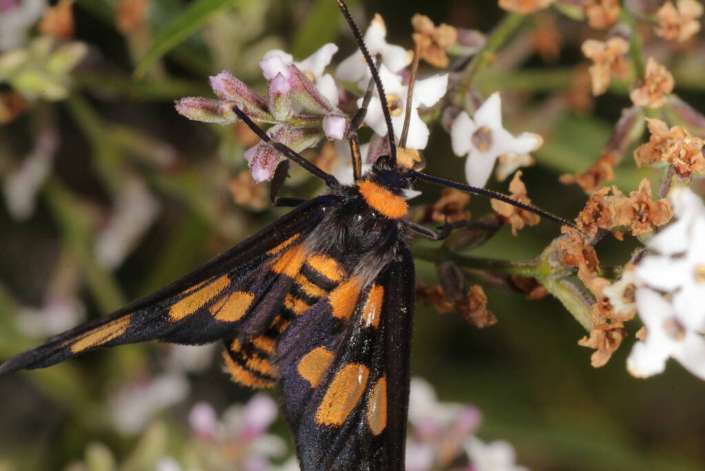 Tiger Moth (Amata trigonophora), Ballandean QLD © Marc Newman