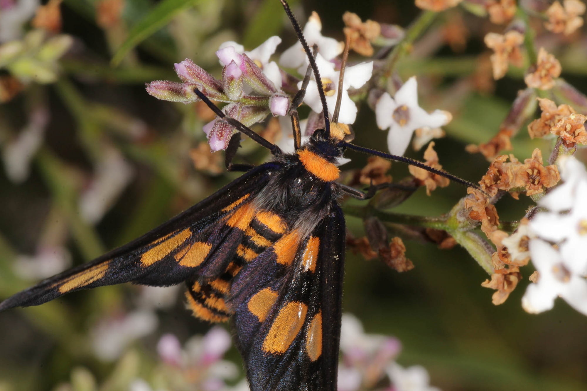 Tiger Moth (Amata trigonophora), Ballandean QLD © Marc Newman