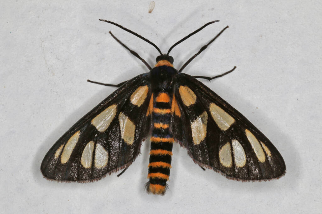 Tiger Moth (Amata trigonophora), Ballandean QLD © Marc Newman