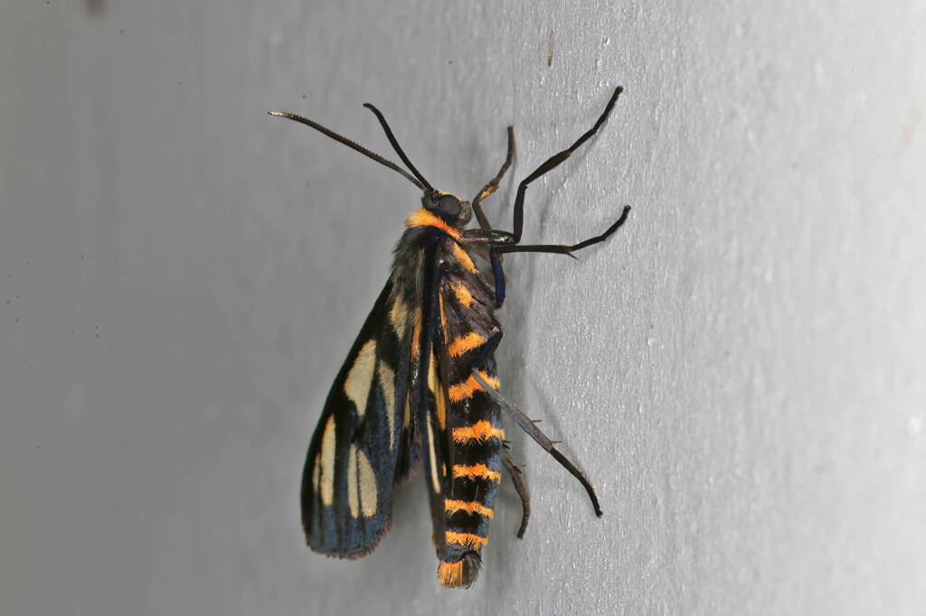 Tiger Moth (Amata trigonophora), Ballandean QLD © Marc Newman