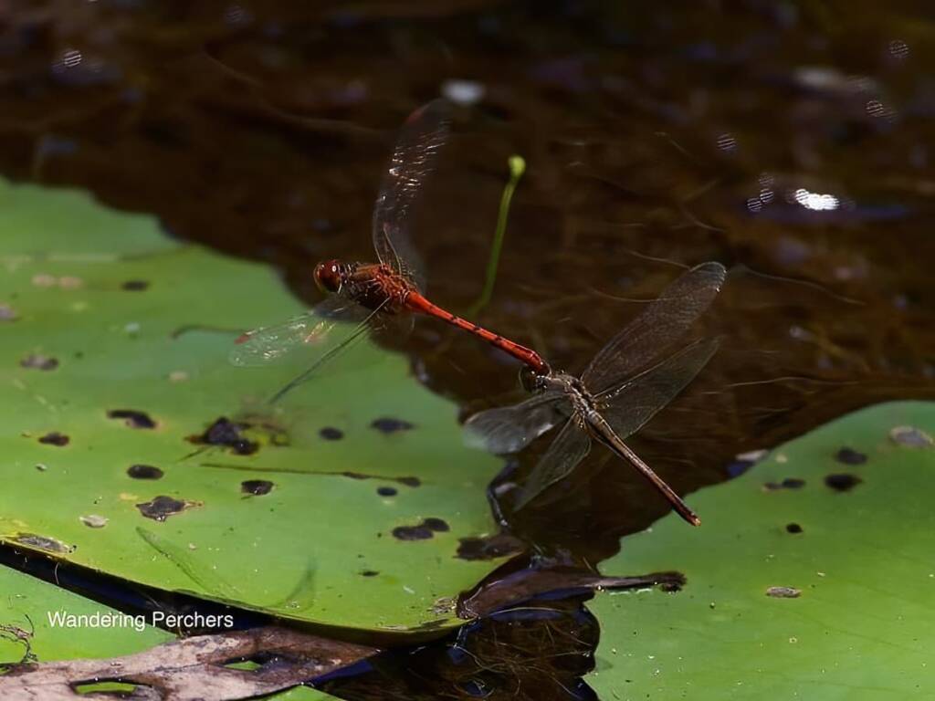 Wandering Percher (Diplacodes bipunctata), Ransome/Brisbane QLD @ Ellen West