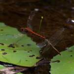 Wandering Percher (Diplacodes bipunctata), Ransome/Brisbane QLD @ Ellen West