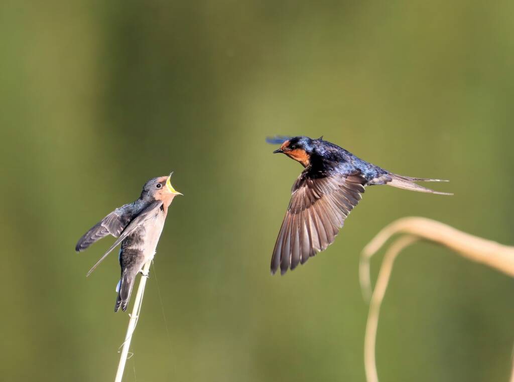 Welcome Swallows (Hirundo neoxena), Mudgeeraba QLD © Dorothy Latimer