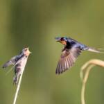 Welcome Swallows (Hirundo neoxena), Mudgeeraba QLD © Dorothy Latimer