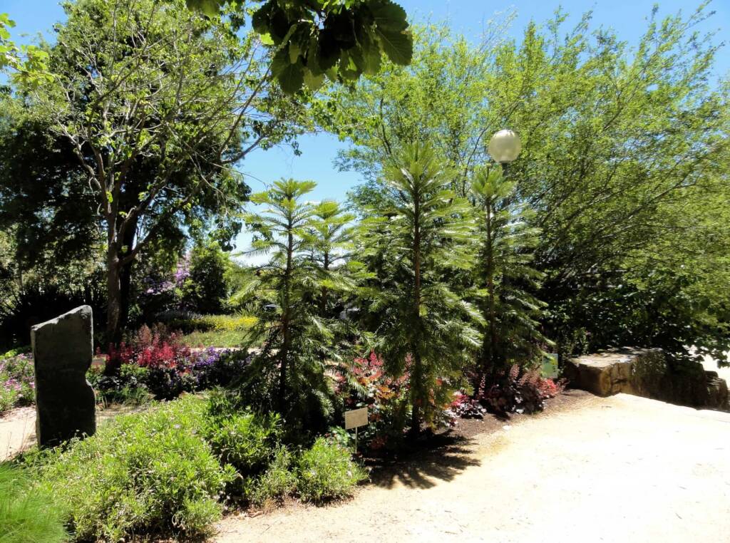 Wollemi Pine (Wollemia nobilis), Blue Mountains Botanic Garden NSW