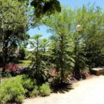 Wollemi Pine (Wollemia nobilis), Blue Mountains Botanic Garden NSW