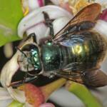 Xylocopa (Lestis) aeratus on lemon flower - Ballandean, QLD © Marc Newman