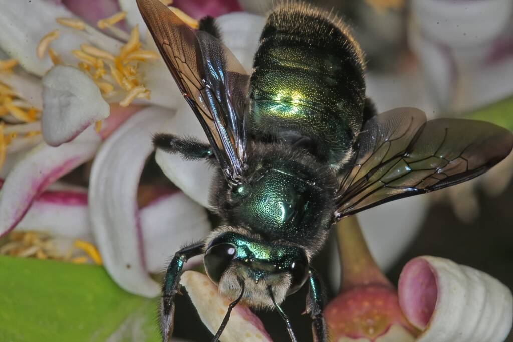 Xylocopa (Lestis) aeratus on lemon flower - Ballandean, QLD © Marc Newman