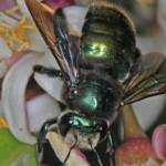 Xylocopa (Lestis) aeratus on lemon flower - Ballandean, QLD © Marc Newman