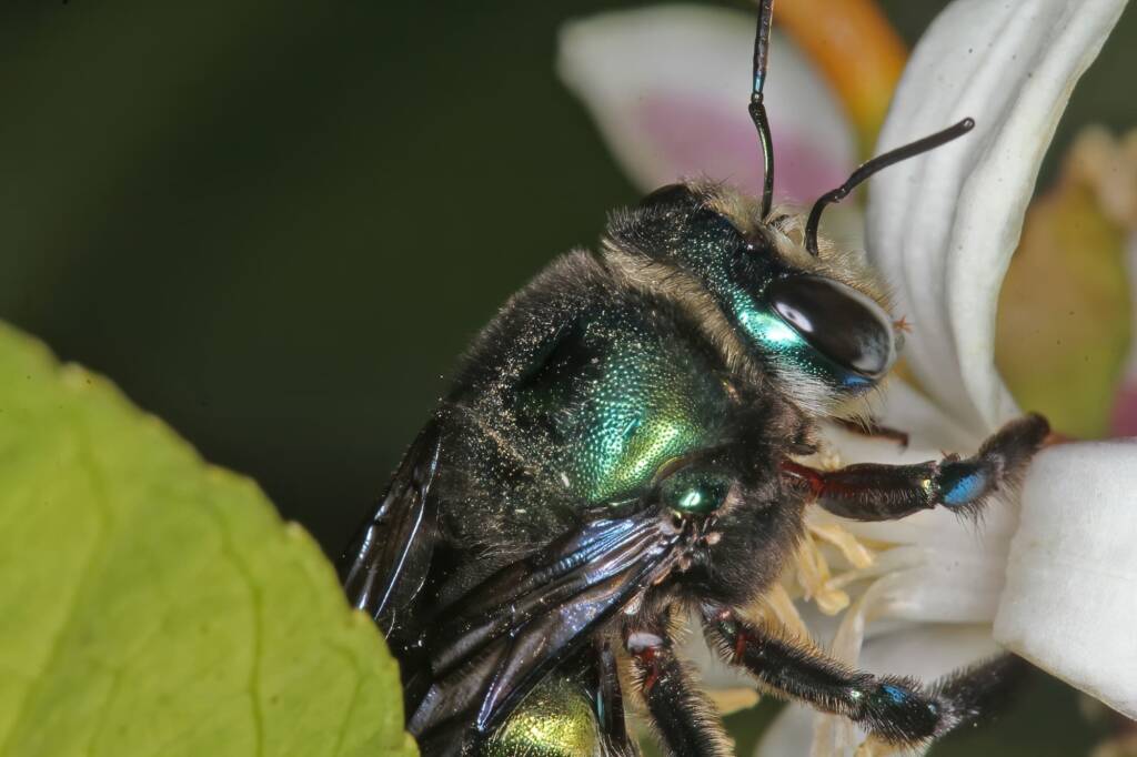 Xylocopa (Lestis) aeratus on lemon flower - Ballandean, QLD © Marc Newman