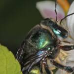 Xylocopa (Lestis) aeratus on lemon flower - Ballandean, QLD © Marc Newman