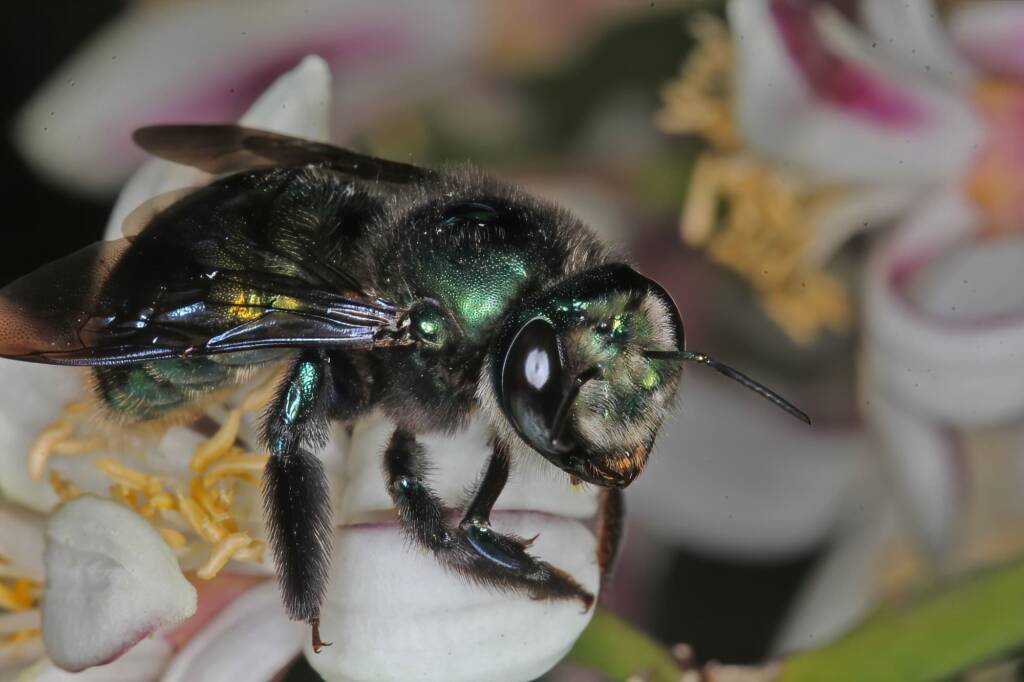 Xylocopa (Lestis) aeratus on lemon flower - Ballandean, QLD © Marc Newman
