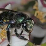 Xylocopa (Lestis) aeratus on lemon flower - Ballandean, QLD © Marc Newman