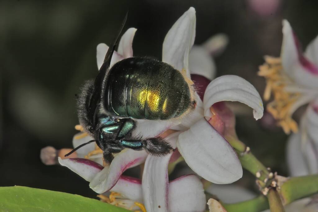 Xylocopa (Lestis) aeratus on lemon flower - Ballandean, QLD © Marc Newman