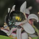 Xylocopa (Lestis) aeratus on lemon flower - Ballandean, QLD © Marc Newman