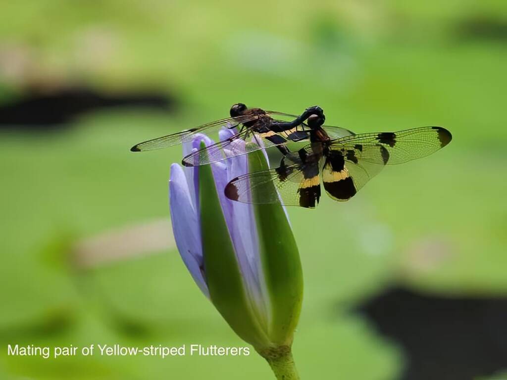 Yellow-striped Flutterer Dragonfly (Rhyothemis phyllis), Ransome/Brisbane QLD @ Ellen West